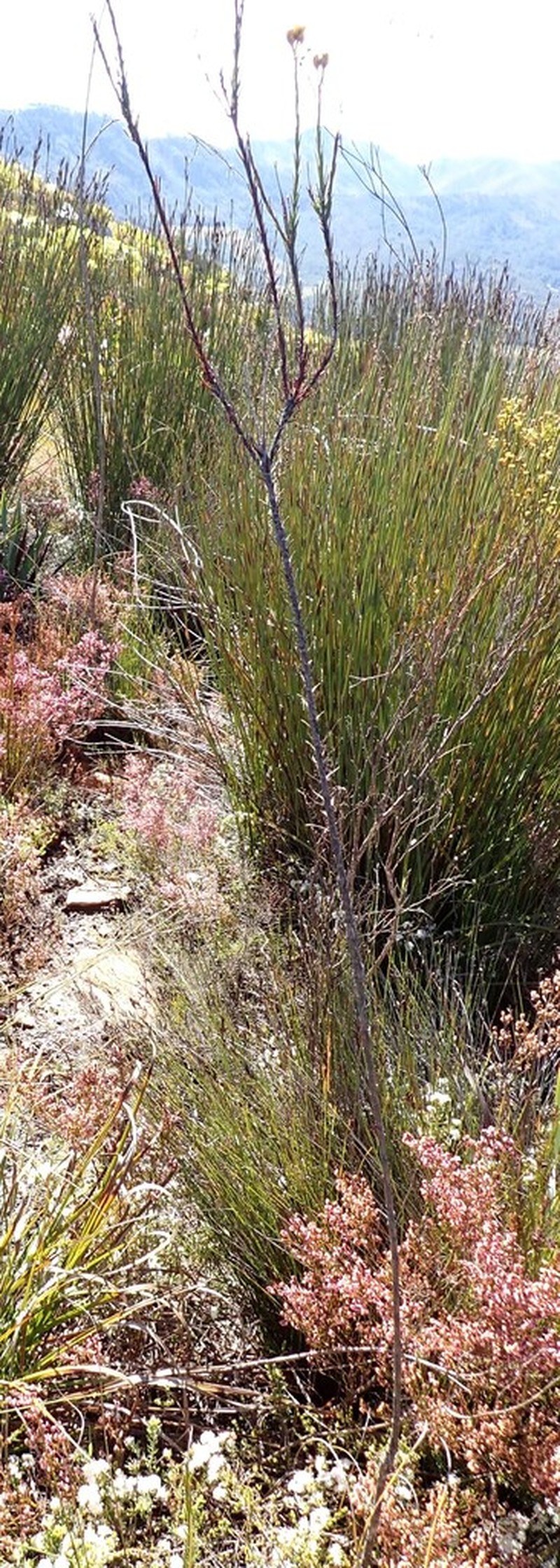 Athanasia linifolia photo 8