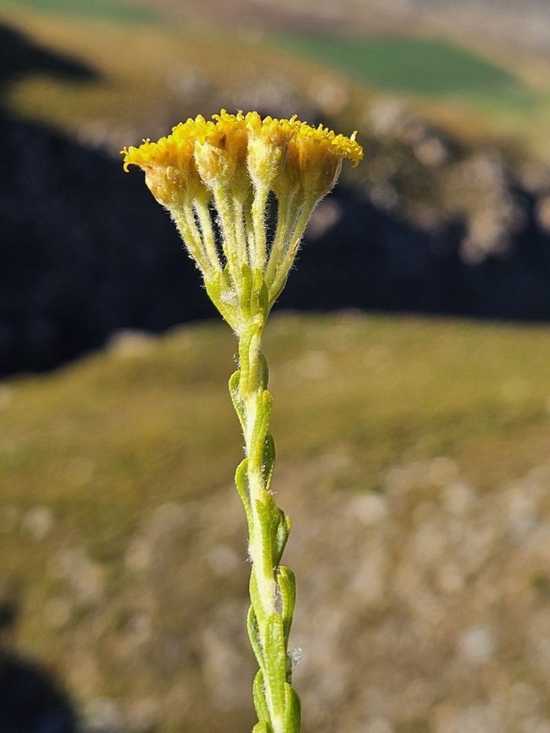 Athanasia microphylla