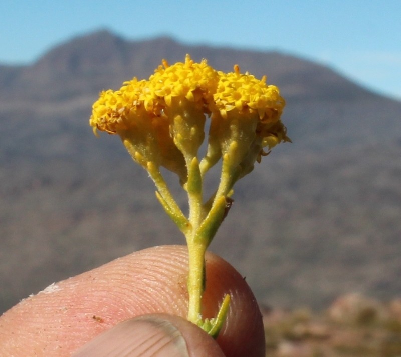 Athanasia microphylla photo 2