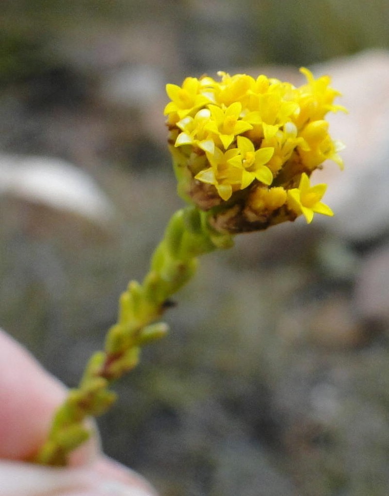 Athanasia microphylla photo 8