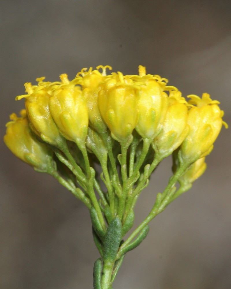 Athanasia oocephala