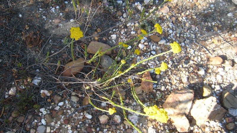 Athanasia oocephala photo 4