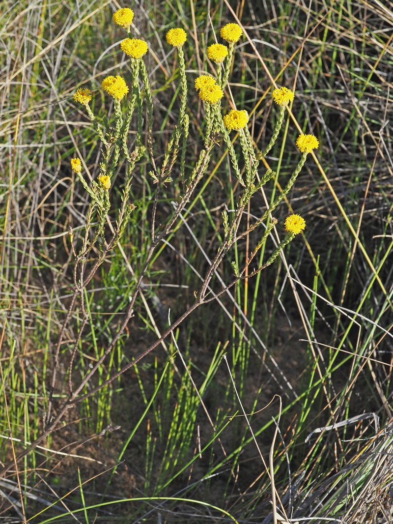 Athanasia pachycephala subsp. eriopoda