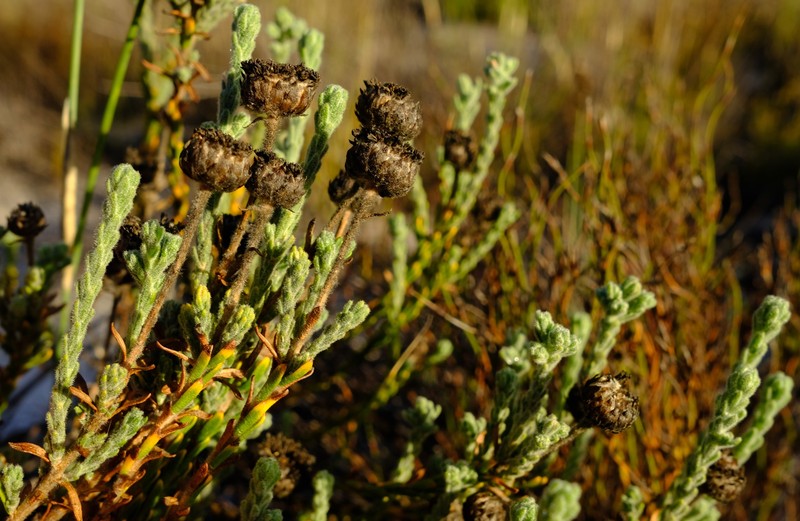 Athanasia pachycephala subsp. pachycephala