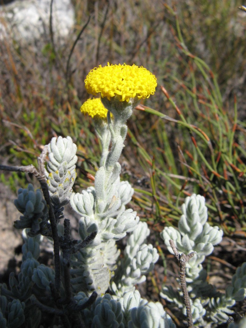 Athanasia pachycephala subsp. pachycephala photo 4