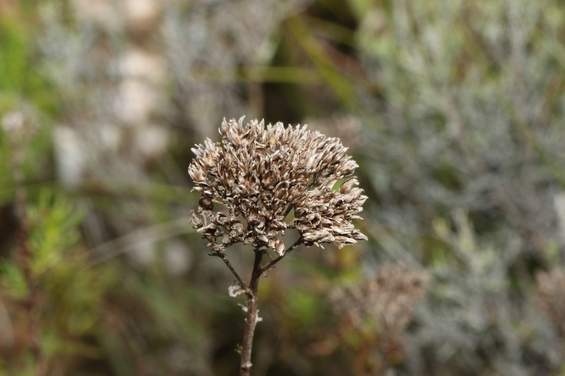 Athanasia pectinata photo 4