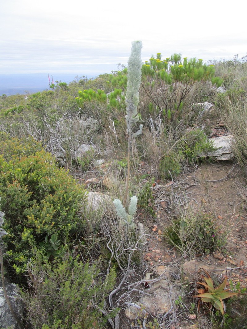 Athanasia pinnata