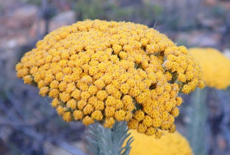Athanasia pinnata photo 2