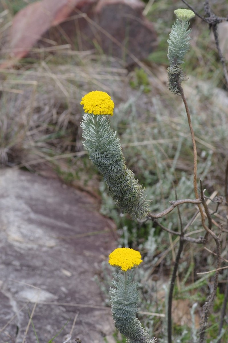 Athanasia pinnata photo 3