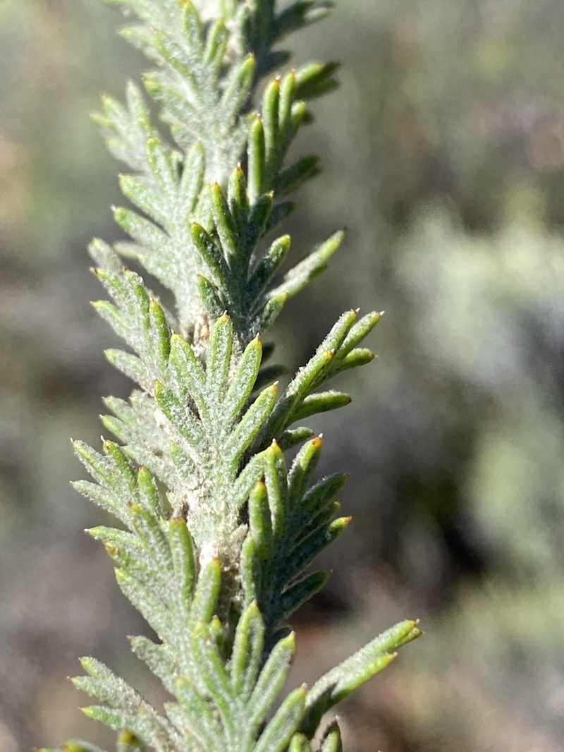 Athanasia pinnata photo 6