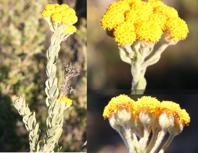 Athanasia pubescens