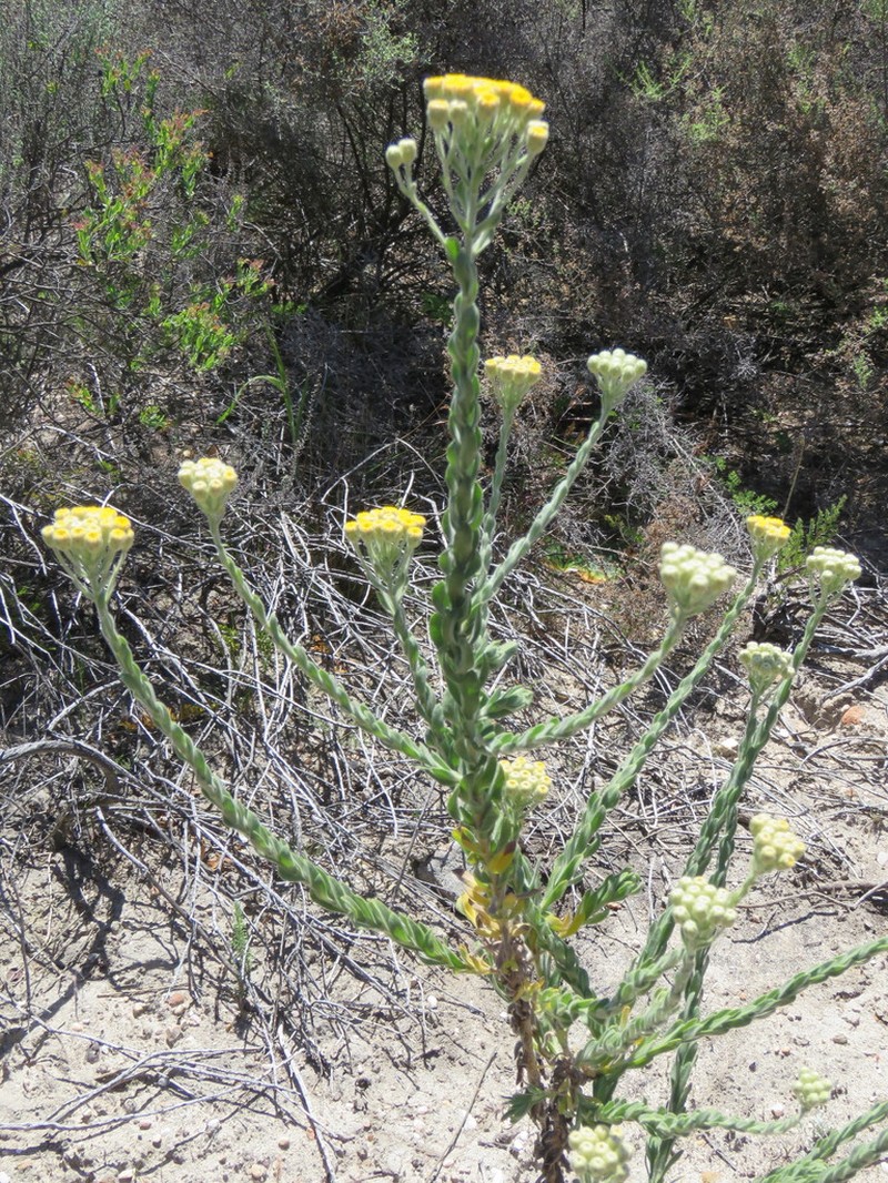Athanasia pubescens photo 2