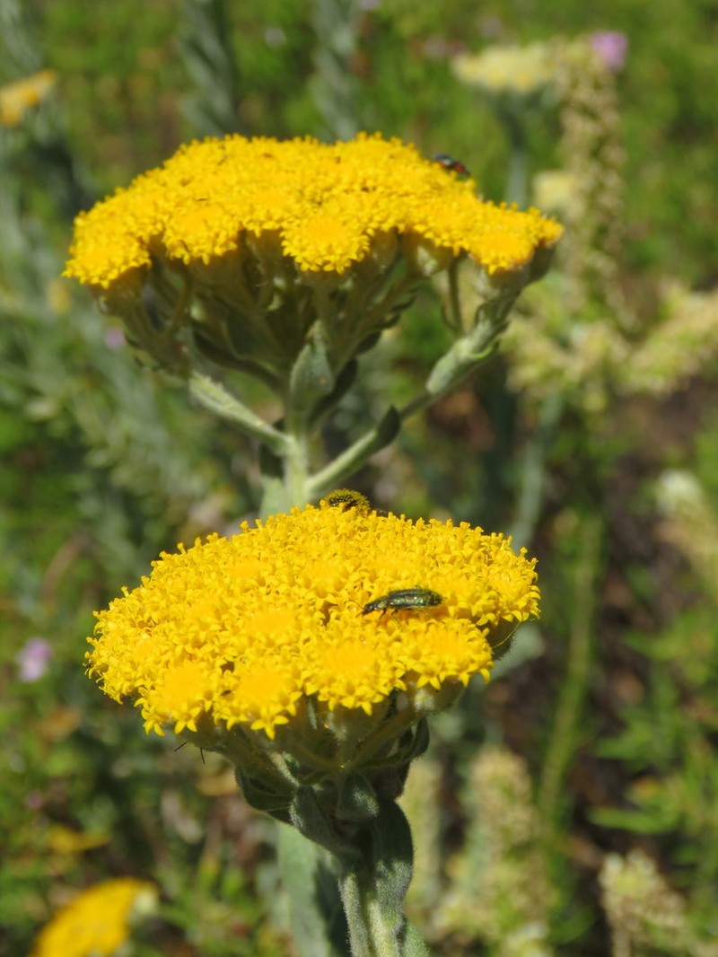 Athanasia pubescens photo 3