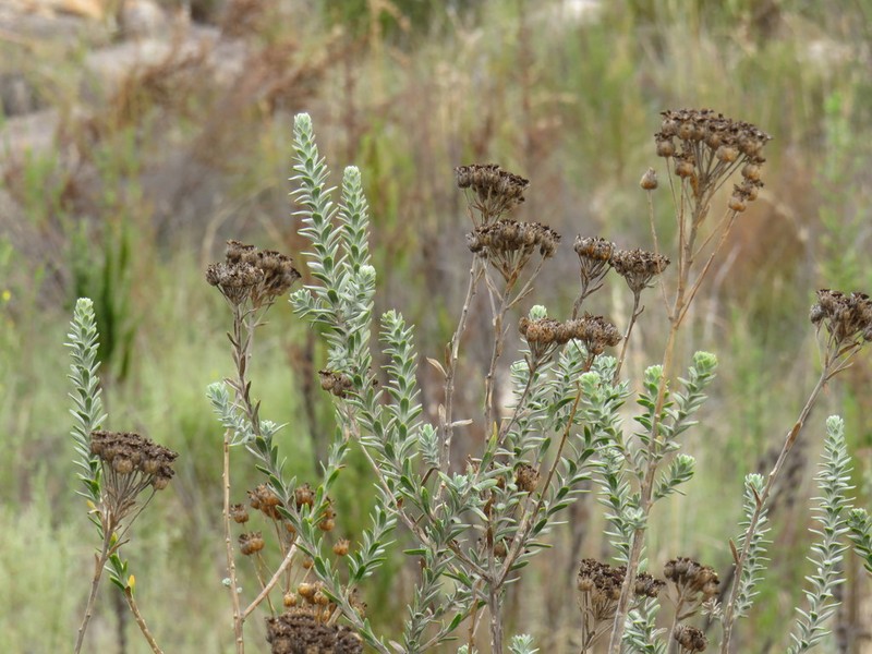 Athanasia pubescens photo 5