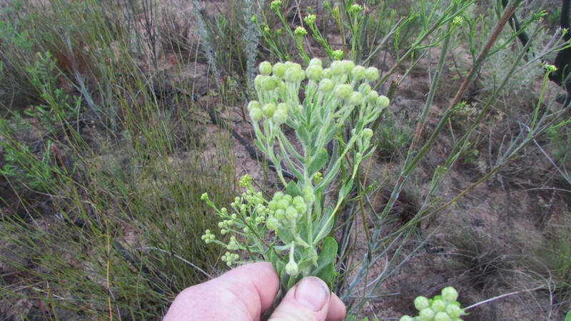 Athanasia pubescens photo 6