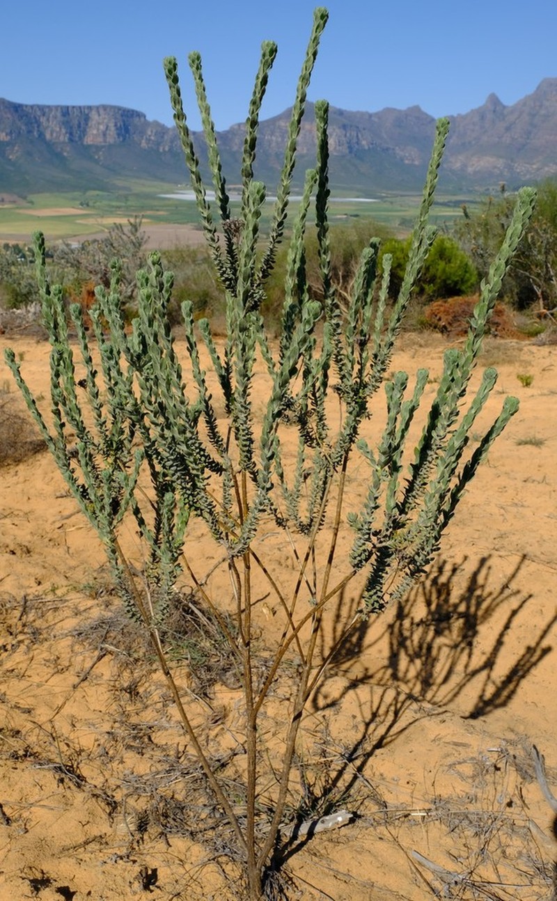 Athanasia pubescens photo 8