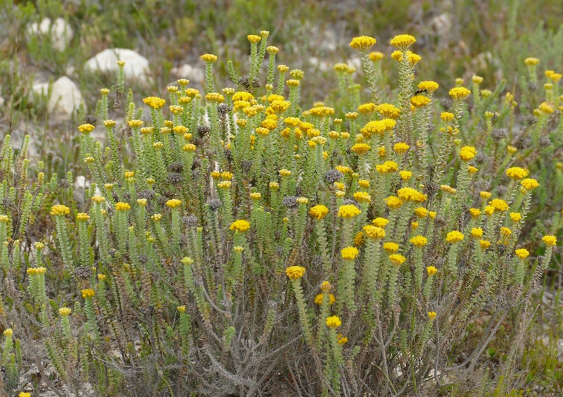Athanasia quinquedentata subsp. quinquedentata