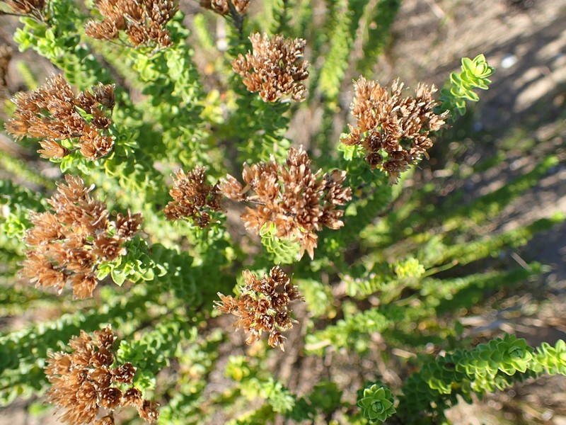 Athanasia quinquedentata subsp. quinquedentata photo 6
