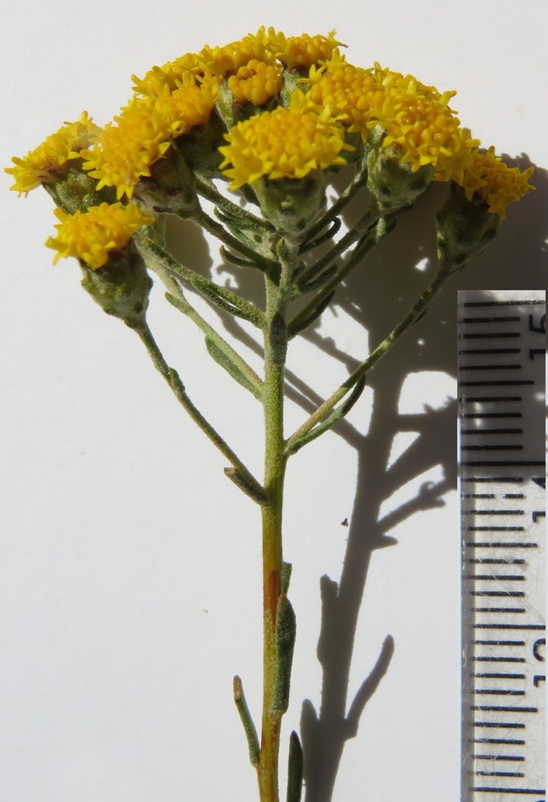 Athanasia rugulosa