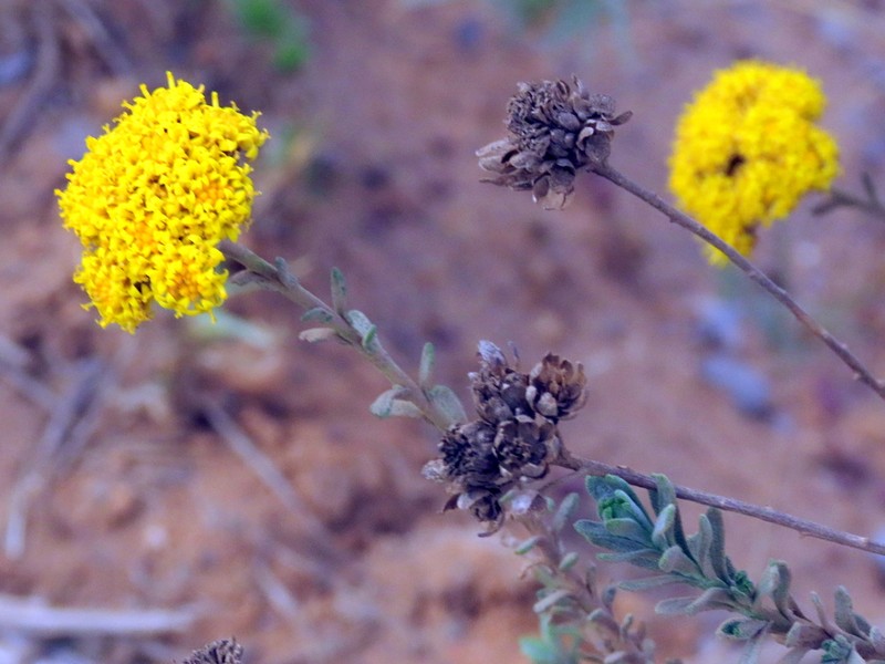 Athanasia rugulosa photo 2