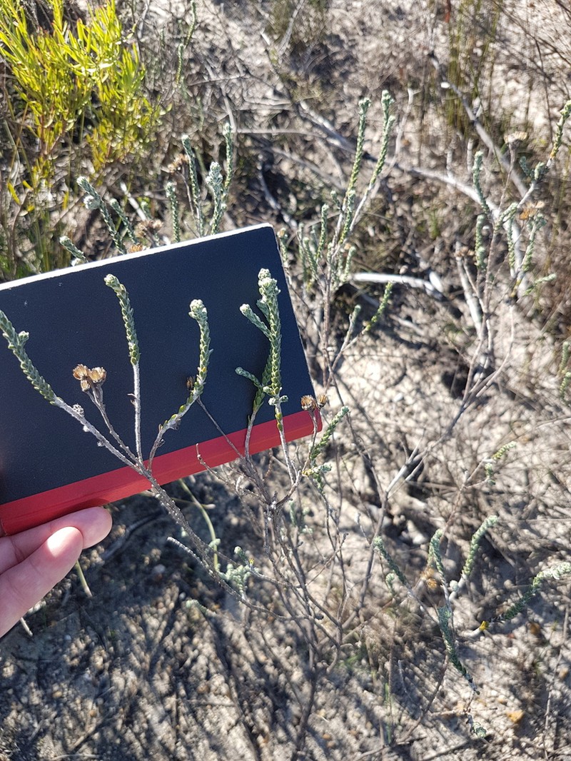 Athanasia rugulosa photo 3