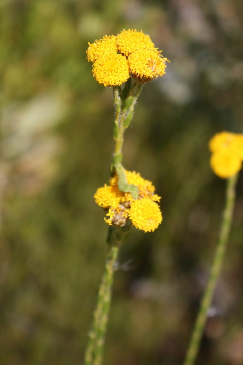 Athanasia rugulosa photo 4