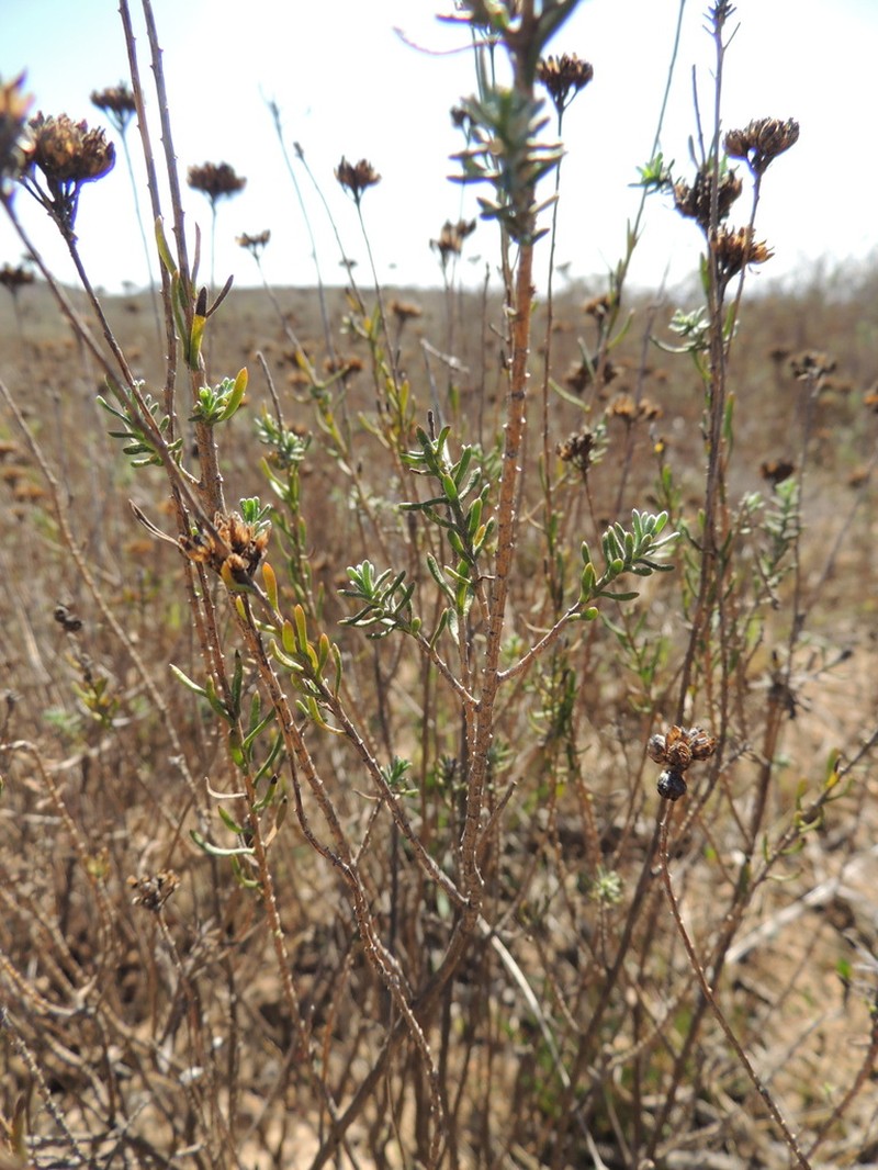 Athanasia rugulosa photo 6