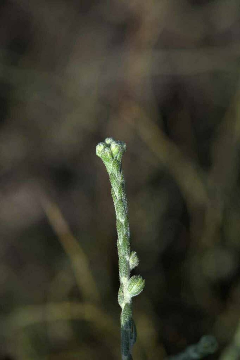 Athanasia rugulosa photo 8