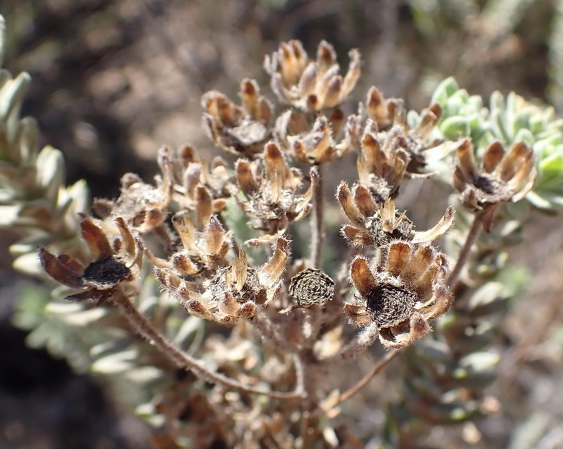 Athanasia sertulifera