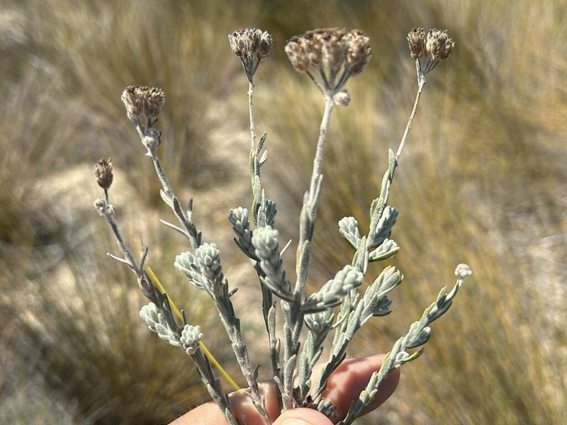 Athanasia sertulifera photo 2
