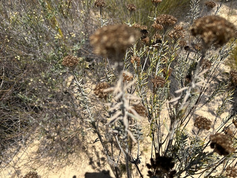 Athanasia sertulifera photo 3
