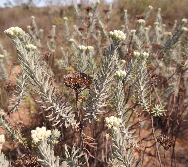 Athanasia sertulifera photo 4