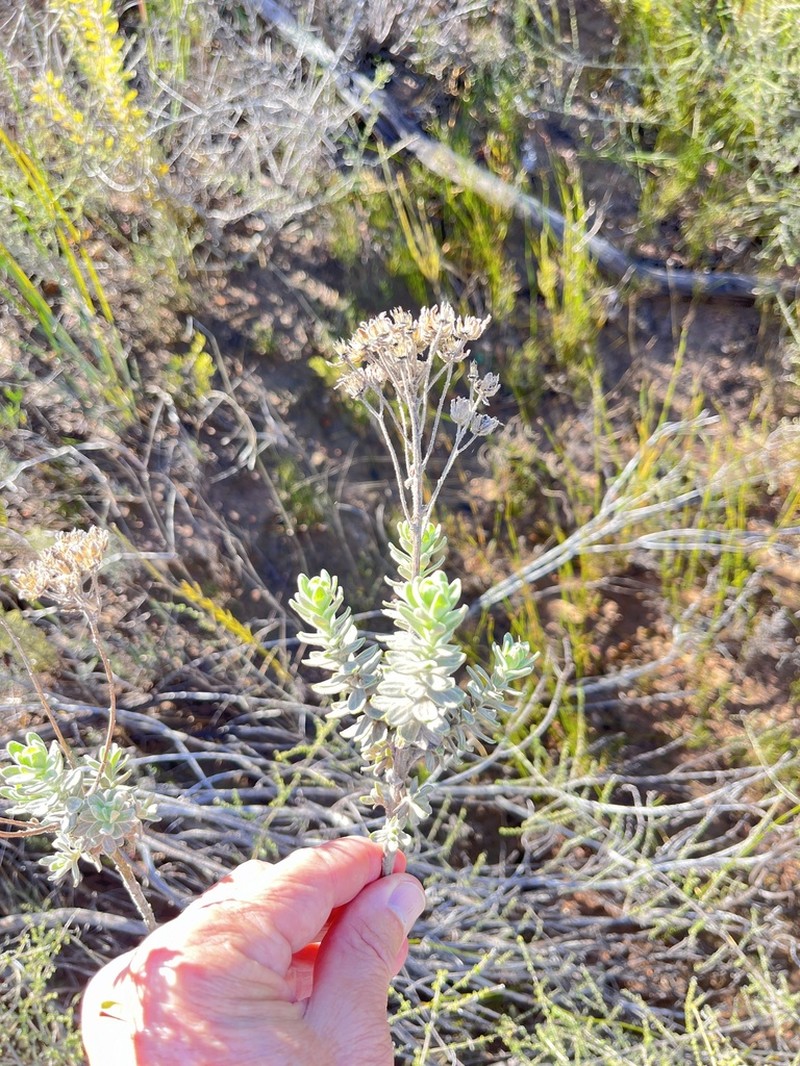 Athanasia sertulifera photo 5
