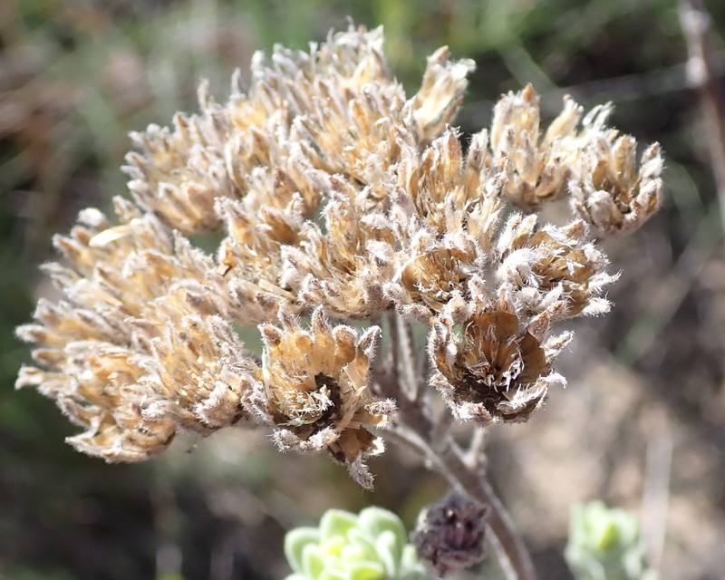 Athanasia sertulifera photo 6