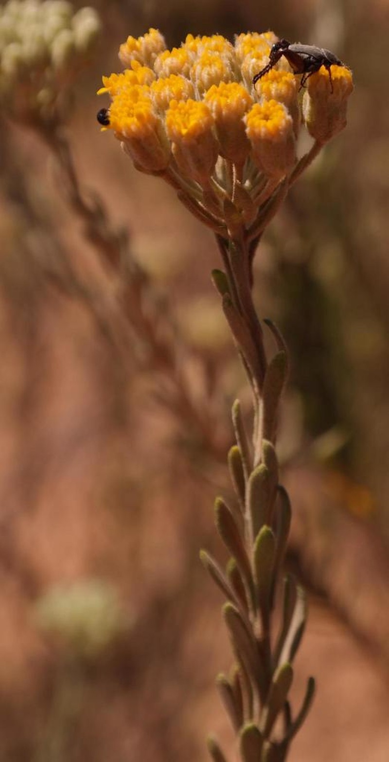Athanasia sertulifera photo 7