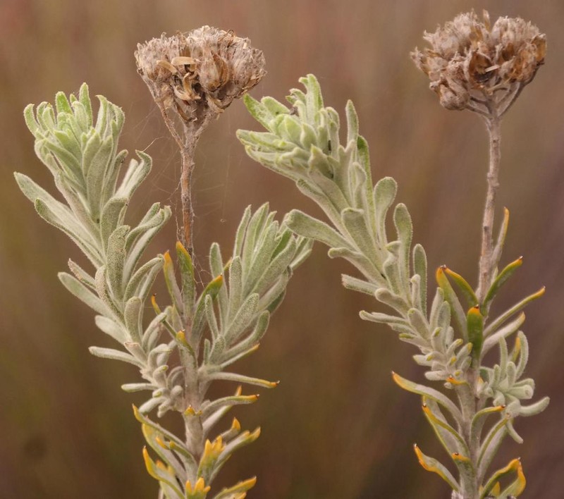 Athanasia sertulifera photo 8
