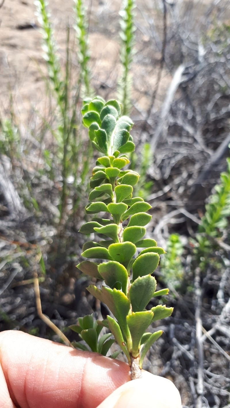 Athanasia spathulata photo 3