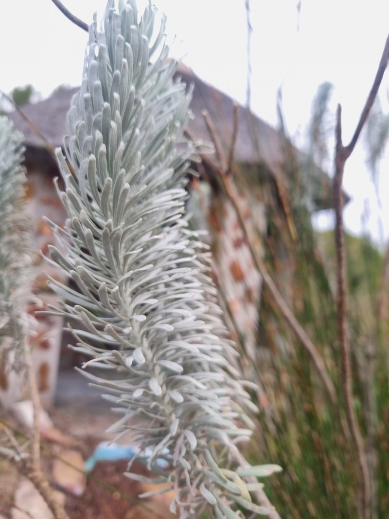 Athanasia tomentosa