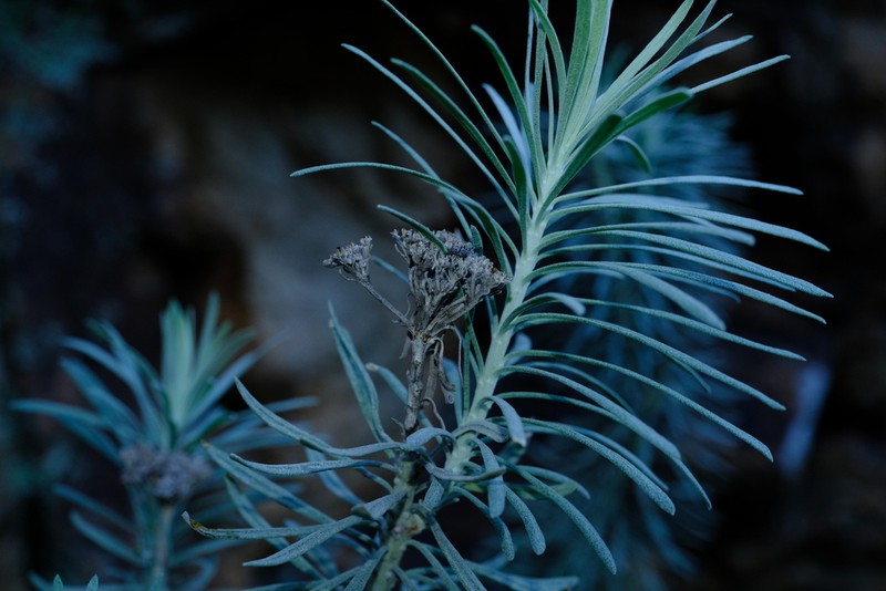 Athanasia tomentosa photo 2