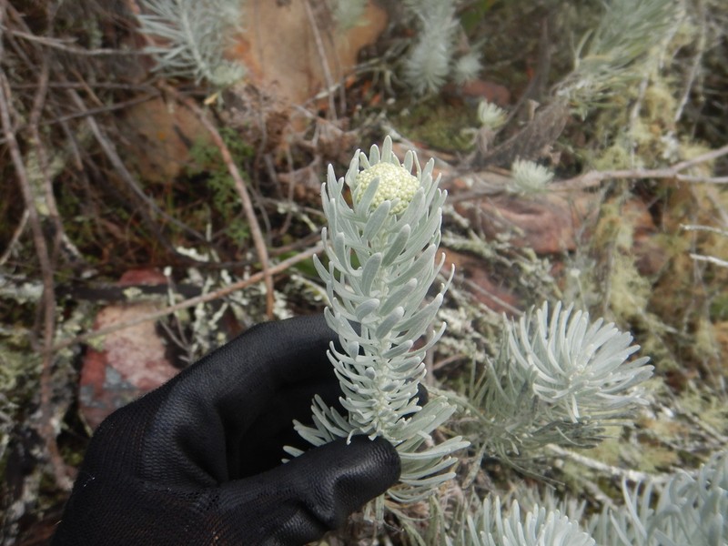 Athanasia tomentosa photo 3