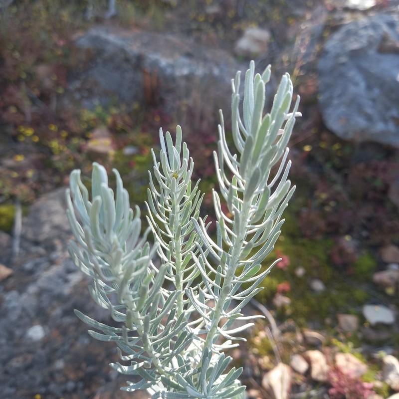Athanasia tomentosa photo 4
