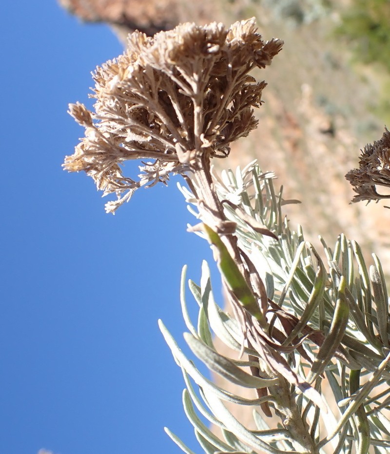 Athanasia tomentosa photo 5