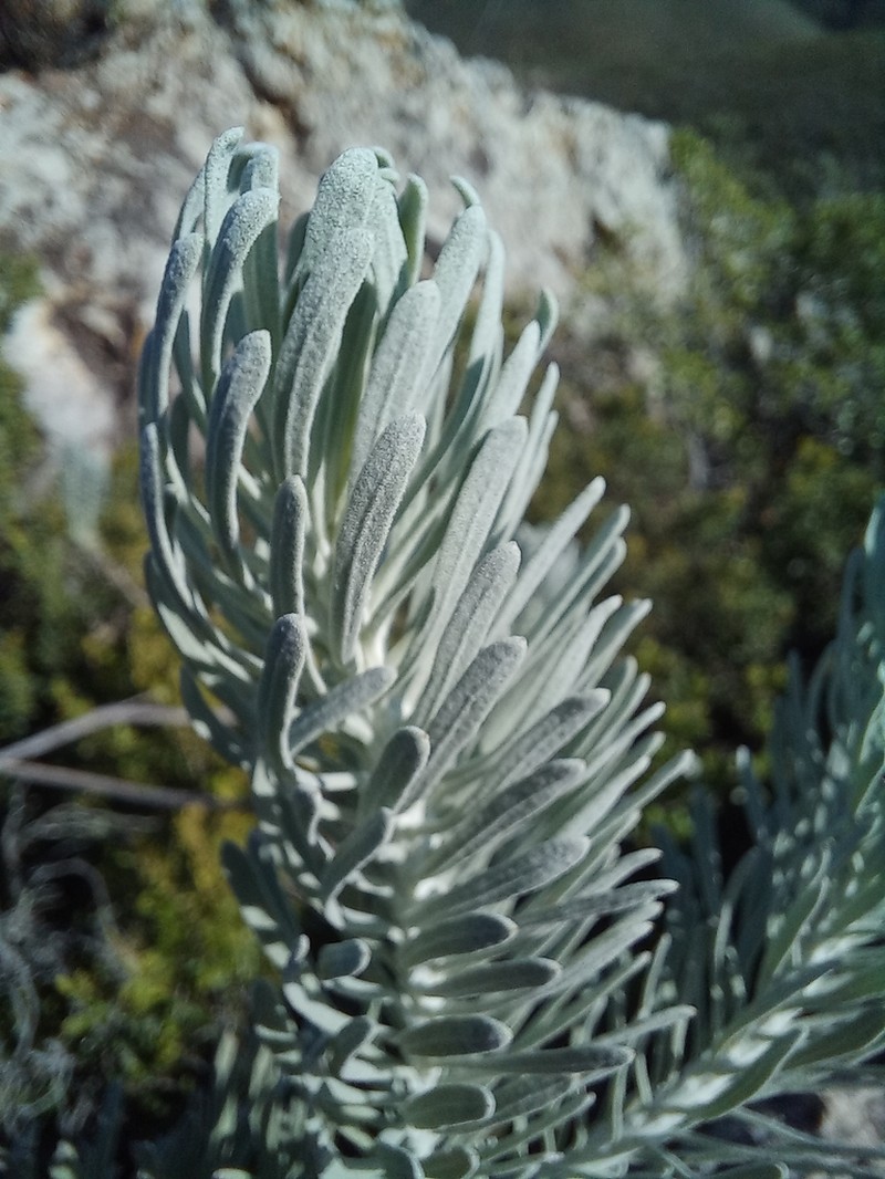 Athanasia tomentosa photo 6