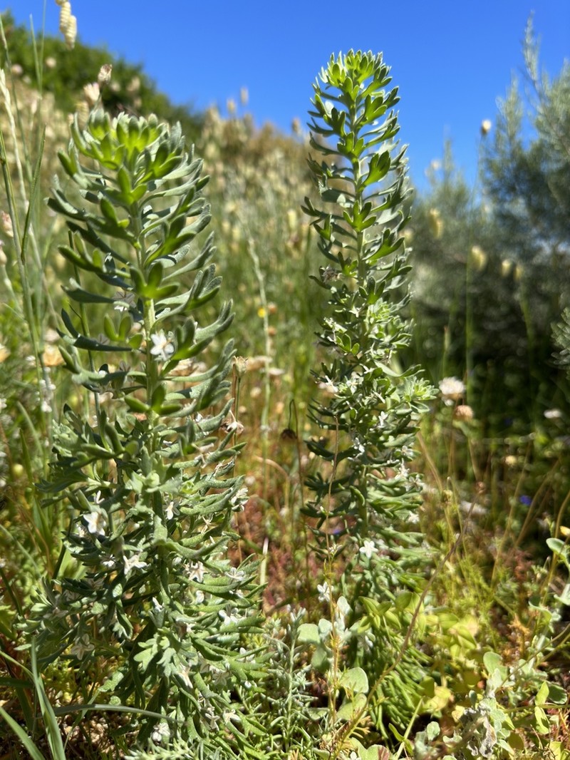 Athanasia trifurcata photo 2