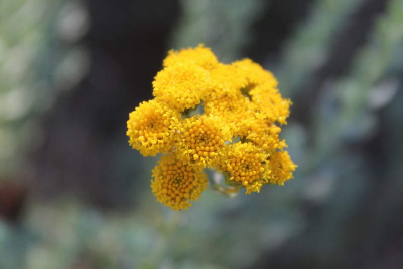 Athanasia trifurcata photo 5