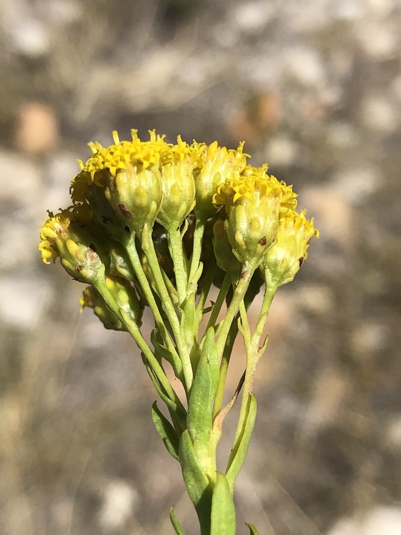 Athanasia viridis photo 2