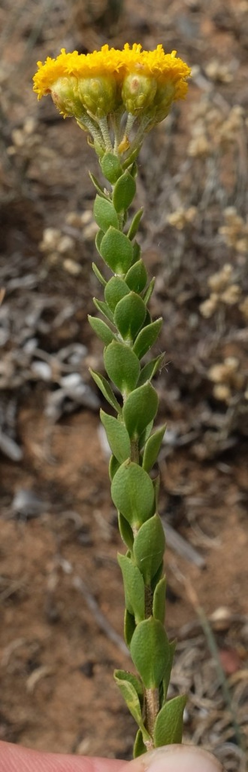 Athanasia viridis photo 5