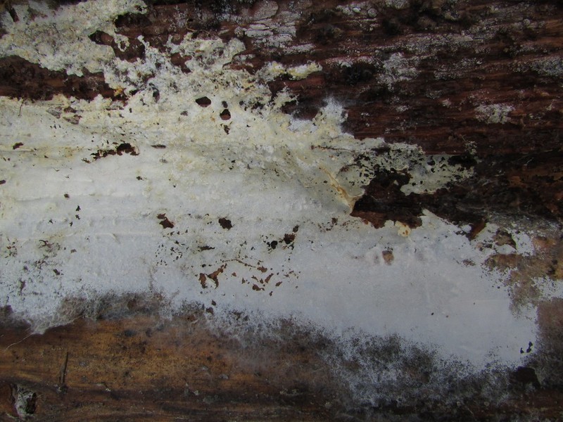 Athelia Lichen photo 2