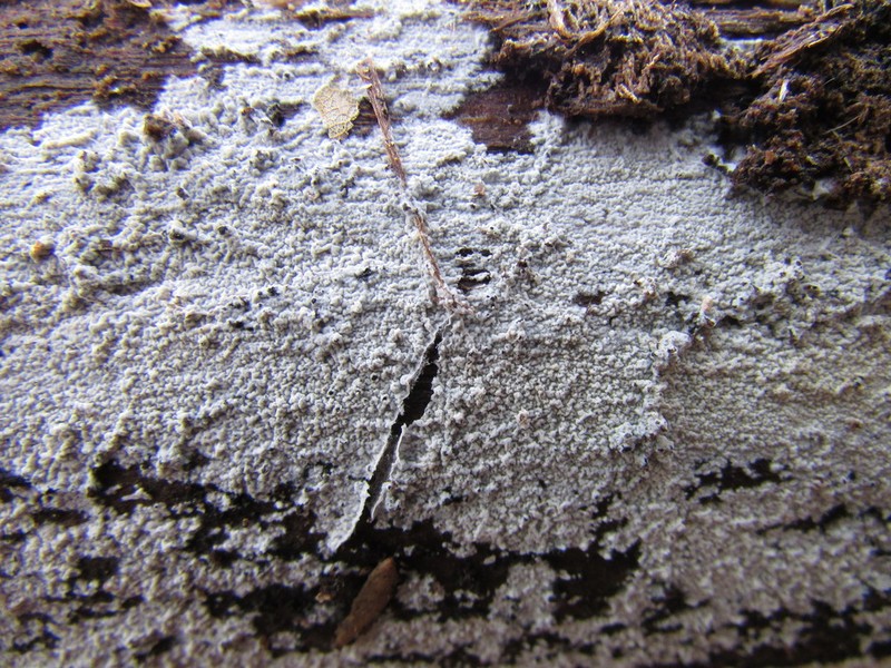 Athelia Lichen photo 3