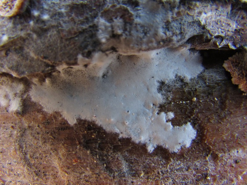Athelia Lichen photo 4